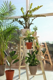 Different green potted plants near window at home