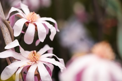 Photo of Closeup view of beautiful blooming magnolia tree outdoors. Space for text