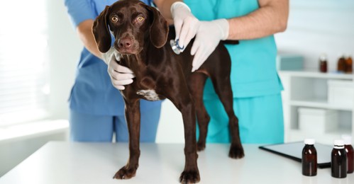 Image of Professional veterinarians examining dog in clinic, closeup. Banner design
