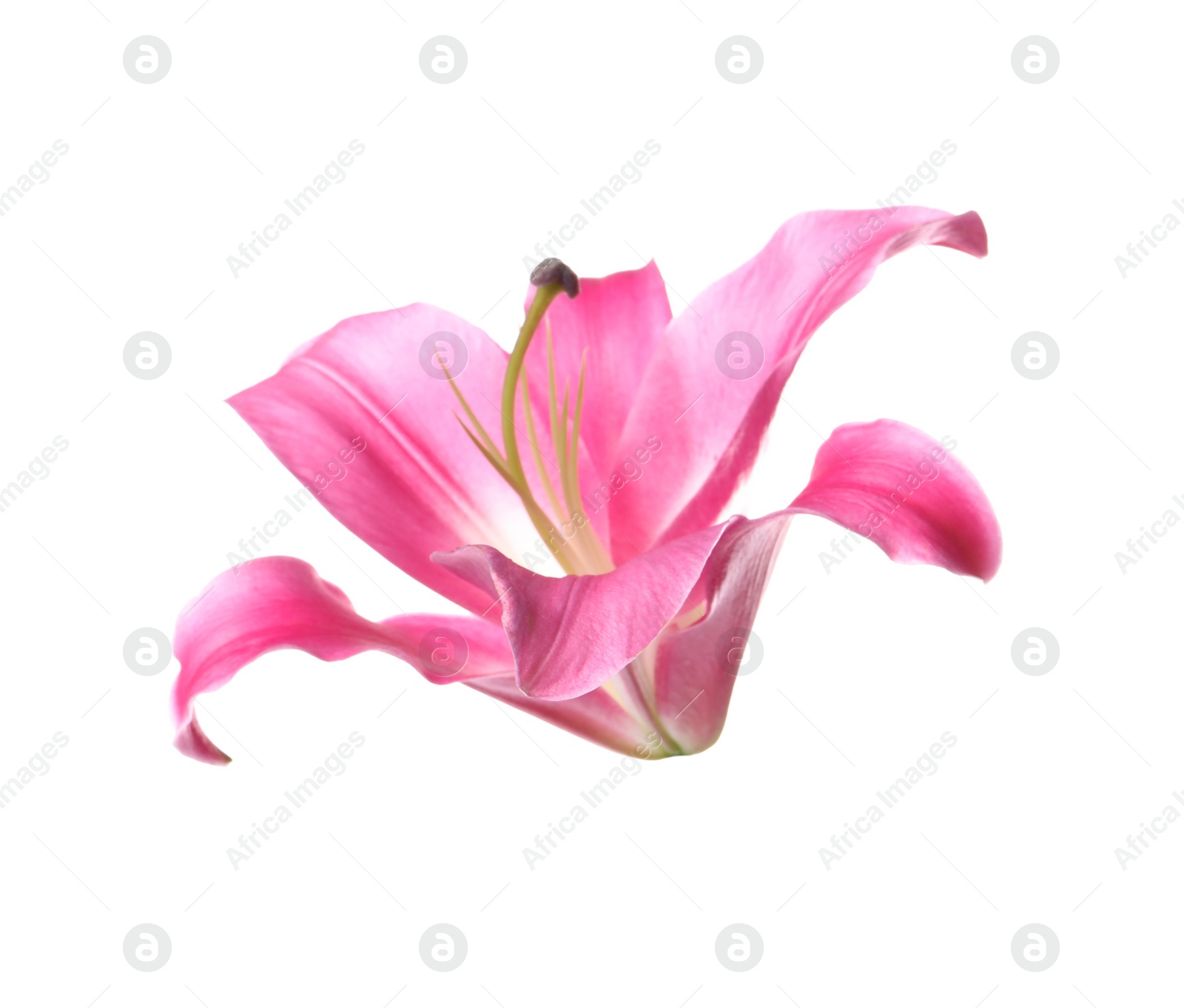 Photo of Beautiful pink lily flower isolated on white