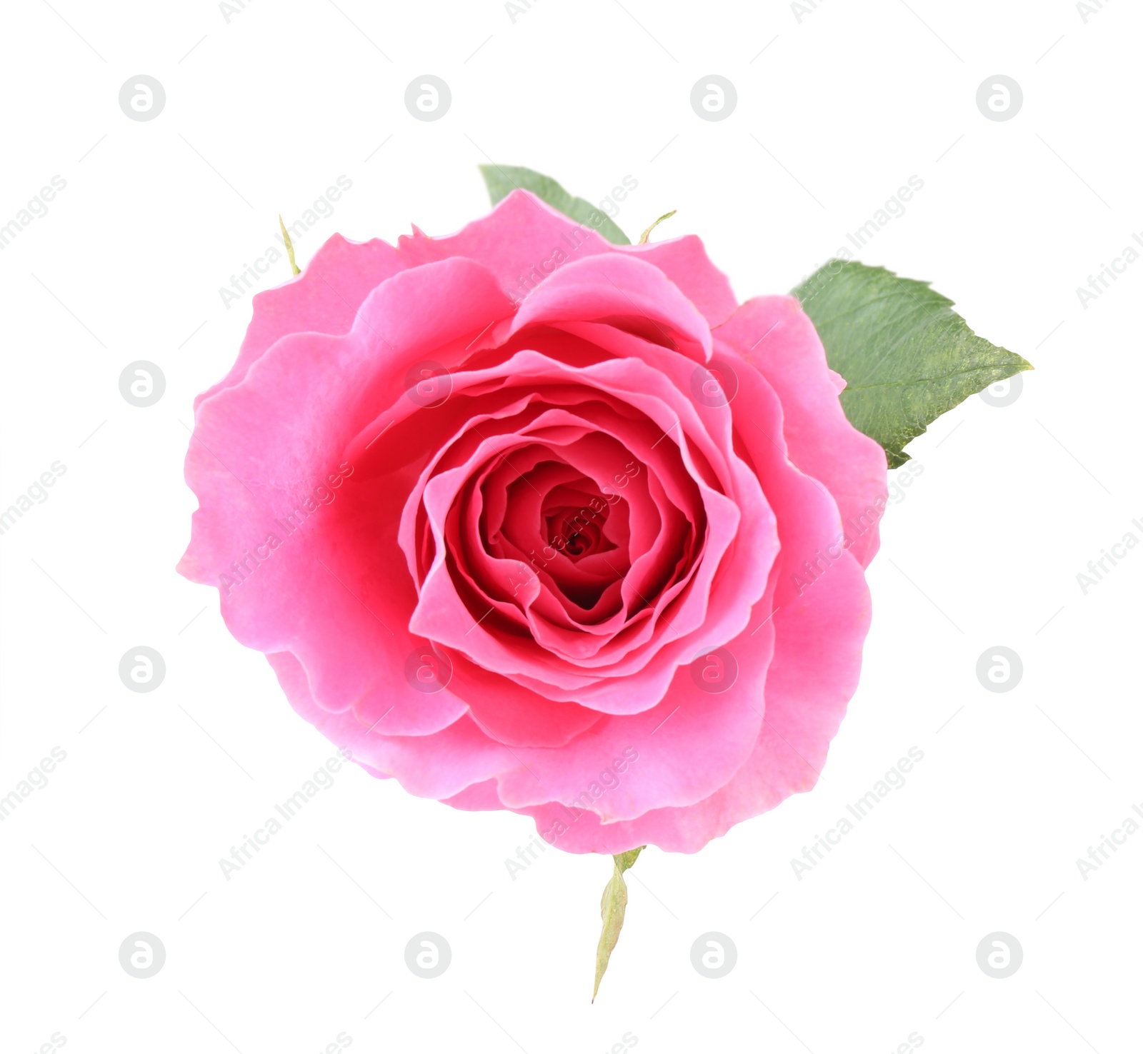 Photo of One beautiful pink rose isolated on white