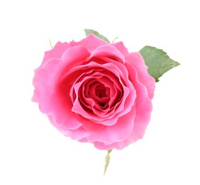 Photo of One beautiful pink rose isolated on white