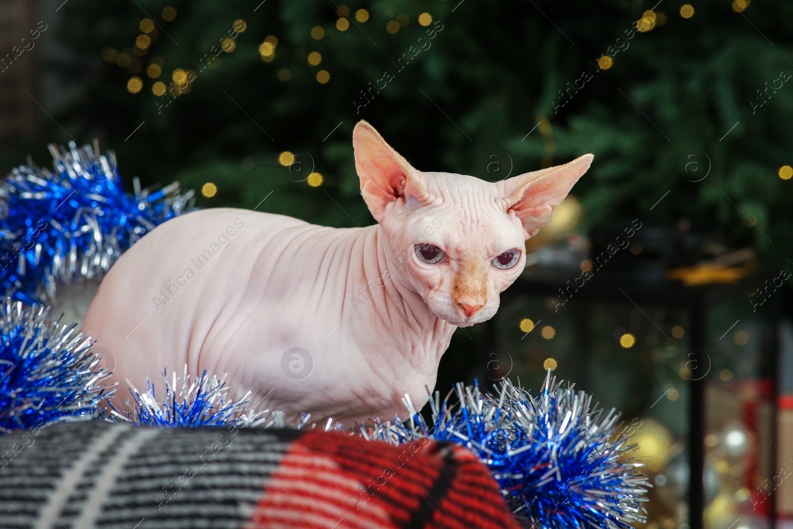 Photo of Adorable Sphynx cat with colorful tinsel indoors