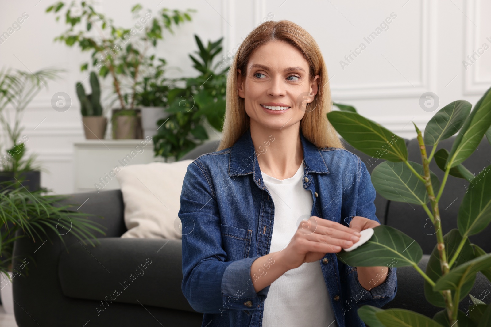 Photo of Woman wiping leaves of beautiful potted houseplant with cotton pad at home