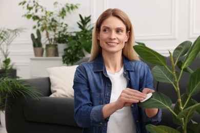 Woman wiping leaves of beautiful potted houseplant with cotton pad at home