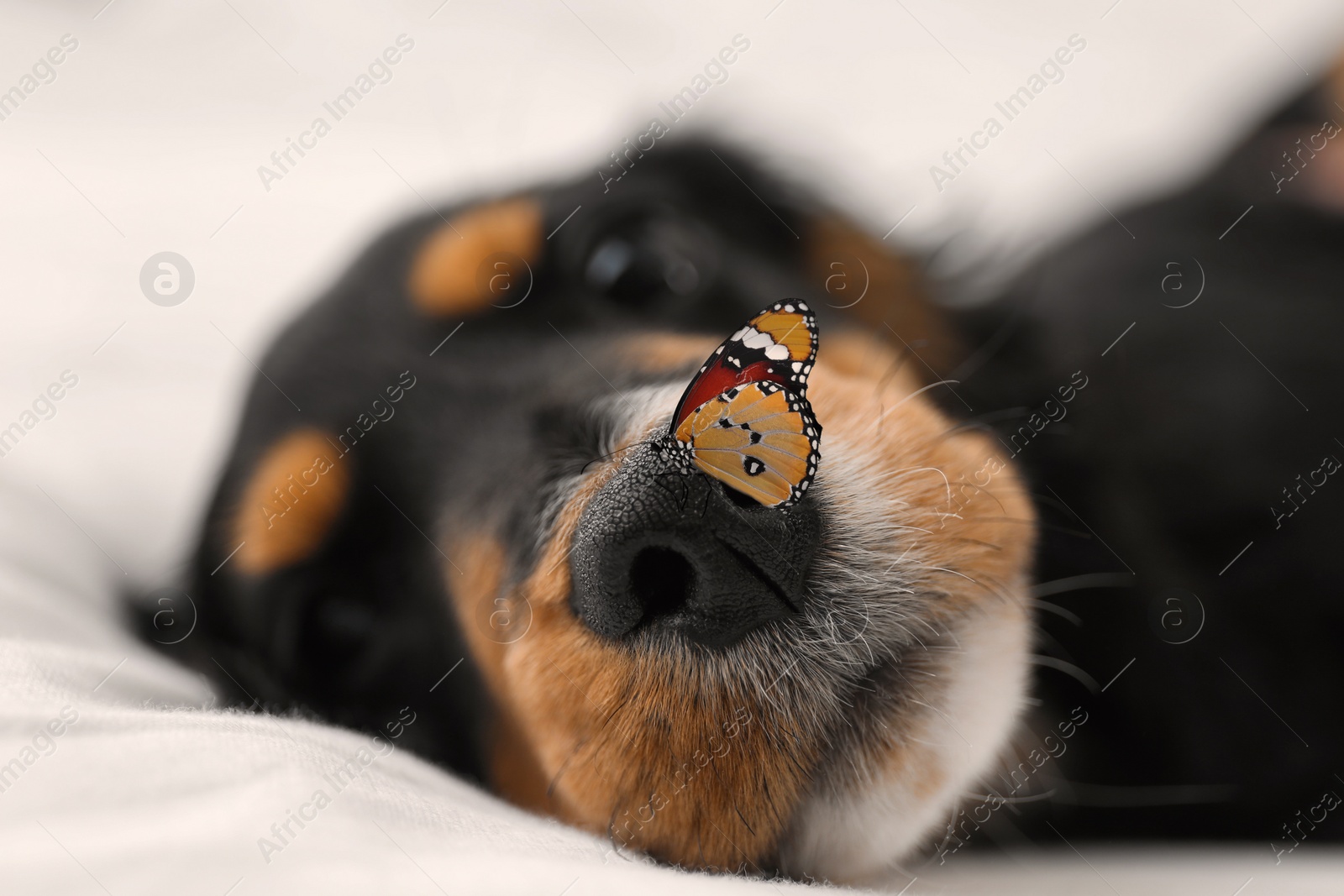 Image of Cute dog and butterfly on white fabric at home, closeup. Friendly pet