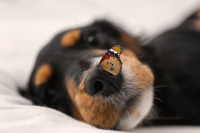 Cute dog and butterfly on white fabric at home, closeup. Friendly pet