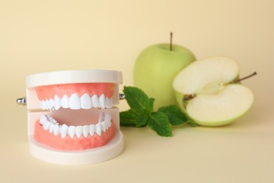 Photo of Model of jaw with teeth, apples and mint on beige background. Space for text