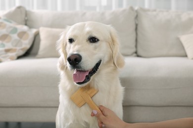 Photo of Woman brushing cute Labrador Retriever dog's hair at home, closeup