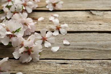 Photo of Beautiful spring tree blossoms and petals on wooden table. Space for text