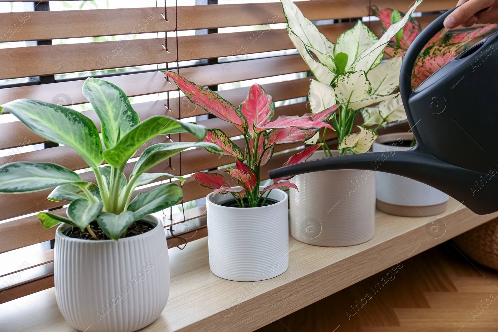 Photo of Woman watering houseplants on window sill at home, closeup