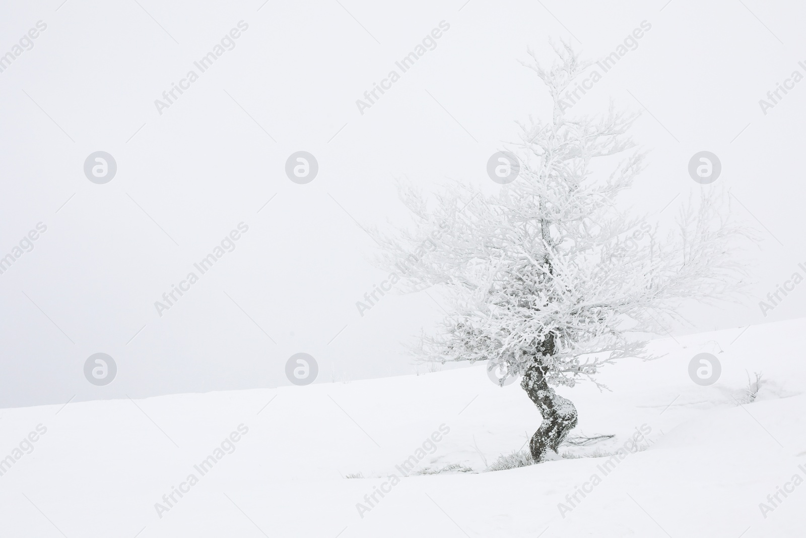 Photo of Beautiful tree covered with snow on winter day. Space for text