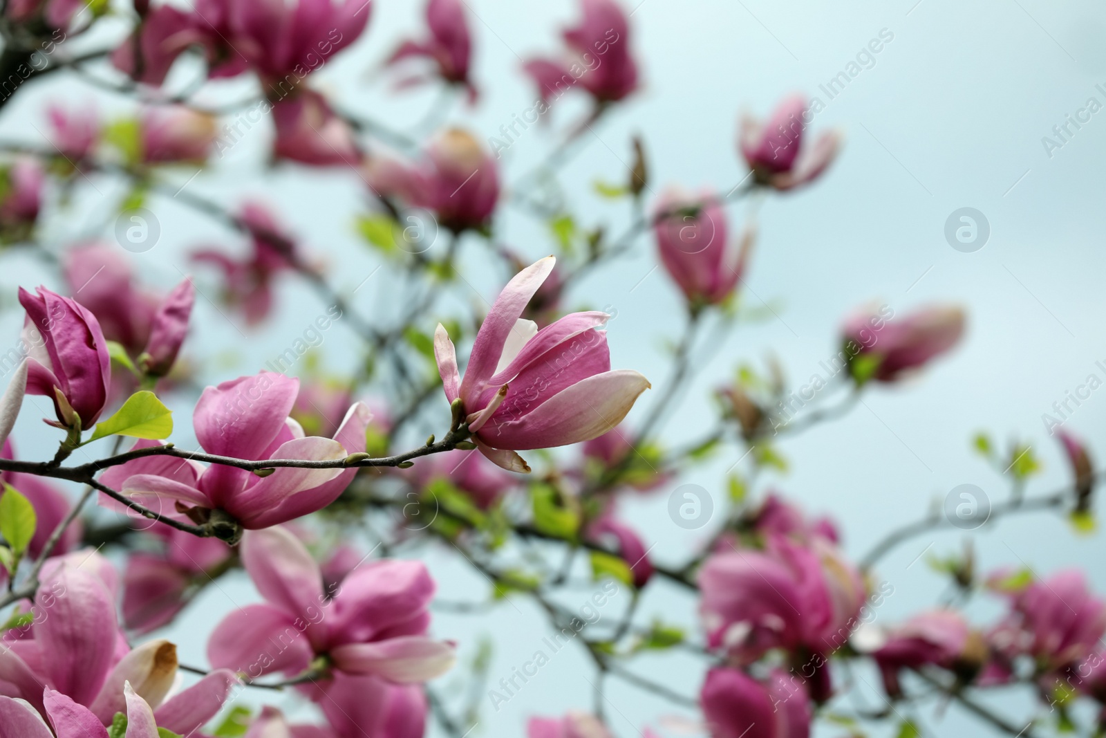 Photo of Beautiful magnolia tree with pink flowers on blurred background, closeup