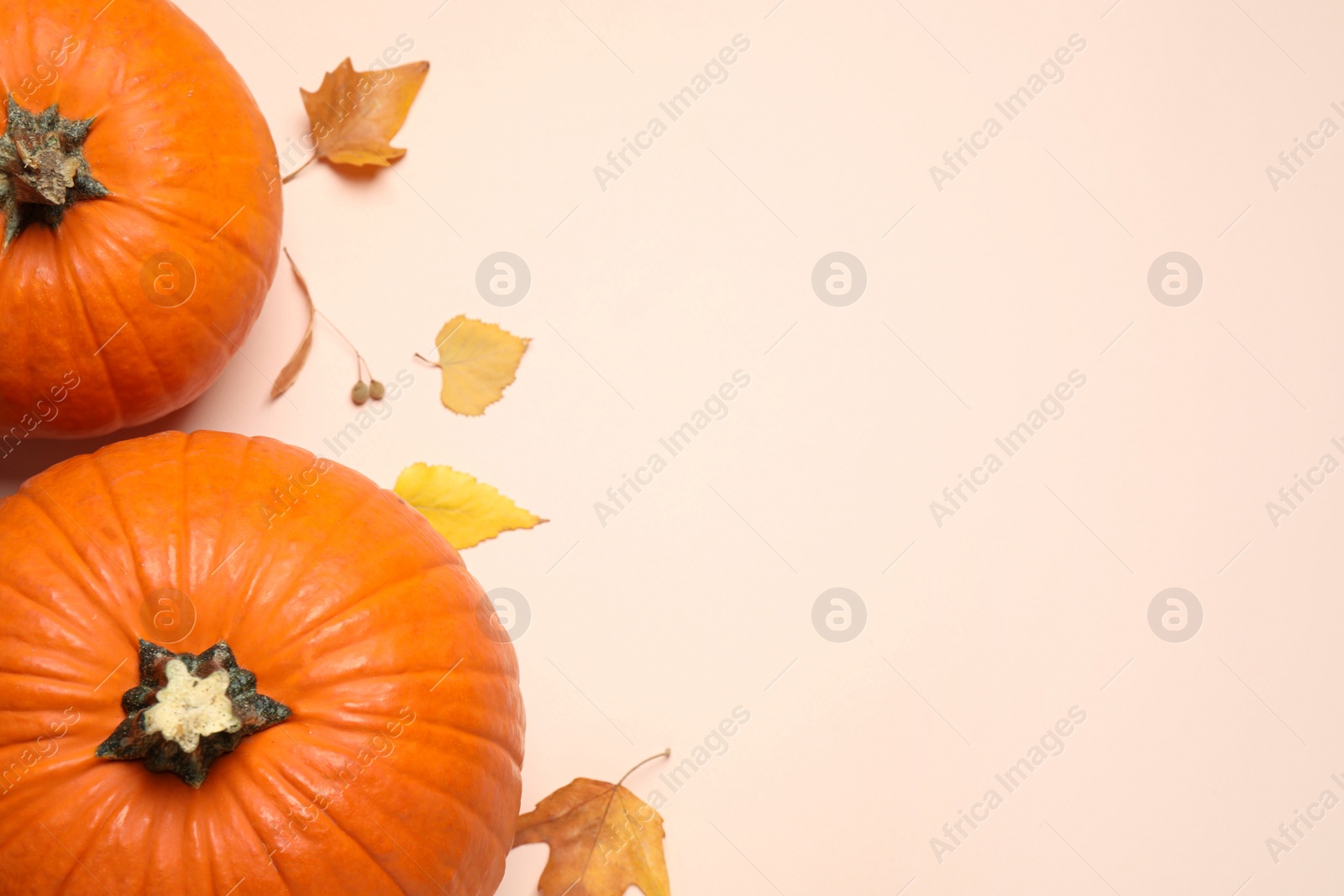 Photo of Fresh ripe pumpkins and autumn leaves on light background, flat lay. Space for text