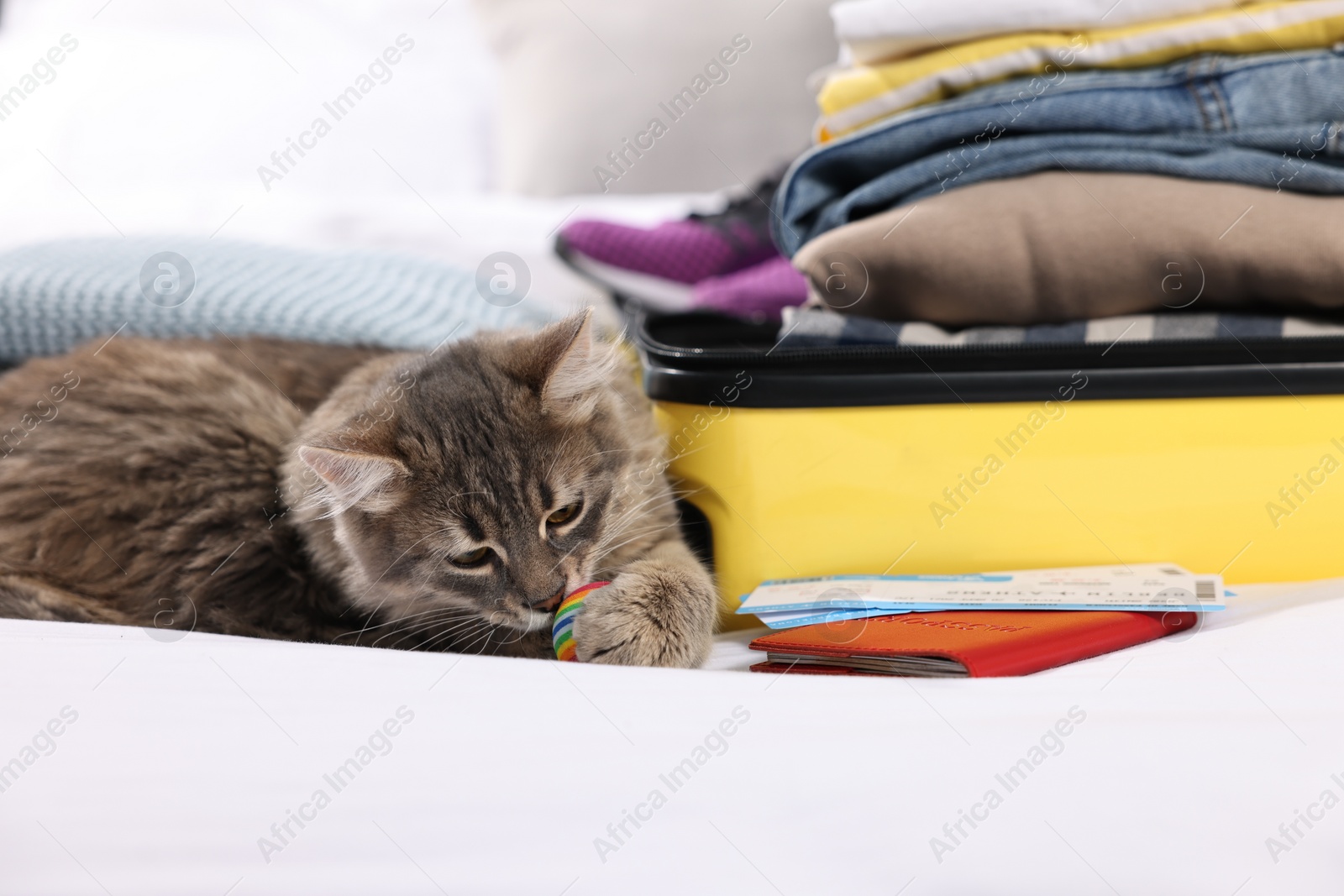 Photo of Travel with pet. Cat, ball, passport, tickets, clothes and suitcase on bed indoors