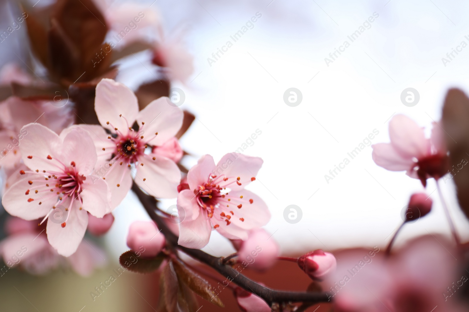 Photo of Closeup view of blossoming tree outdoors on spring day