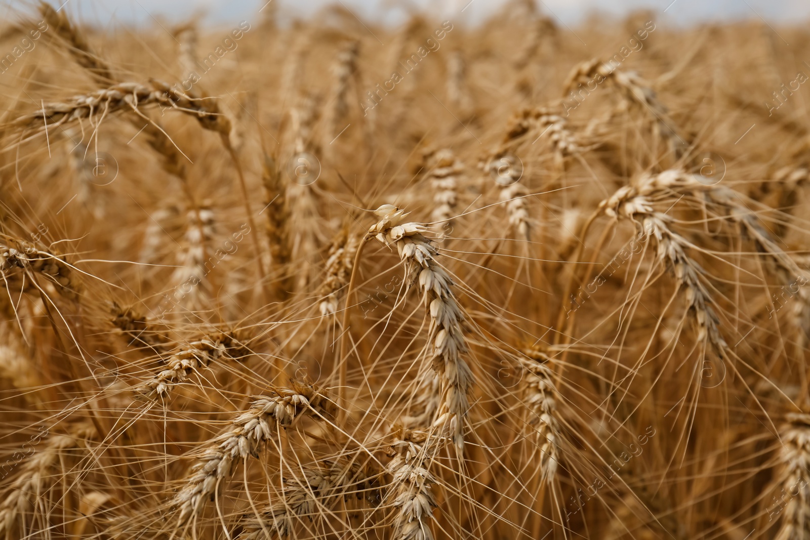 Photo of Ripe wheat spikes in agricultural field, closeup