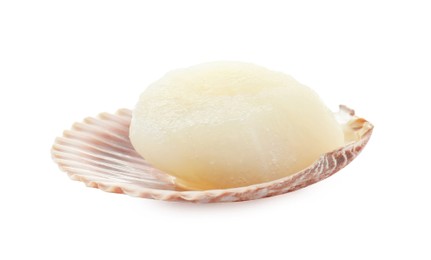 Fresh raw scallop in shell isolated on white