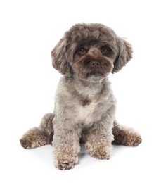 Photo of Cute Maltipoo dog on white background. Lovely pet