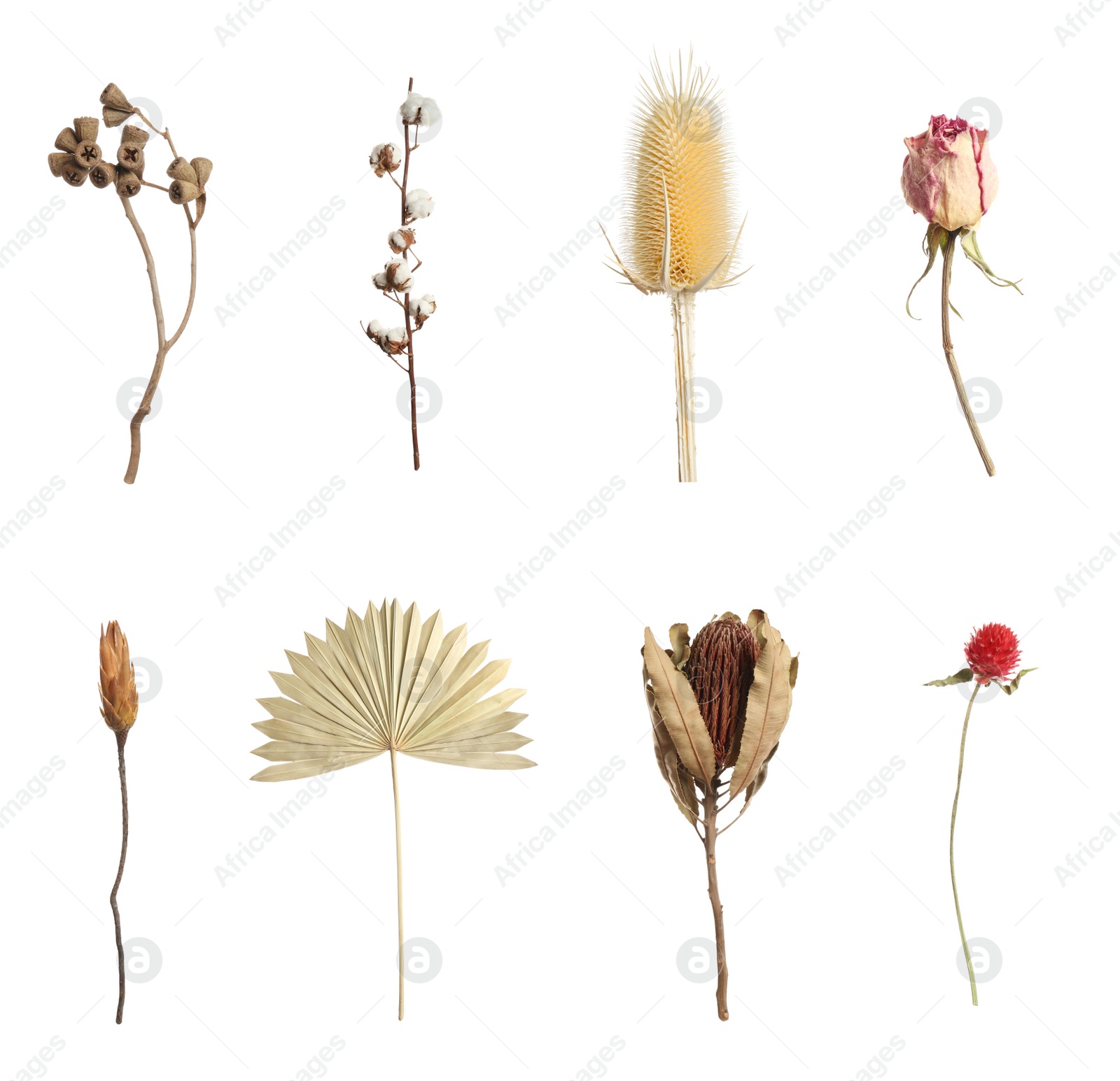 Image of Set with beautiful dry flowers on white background,