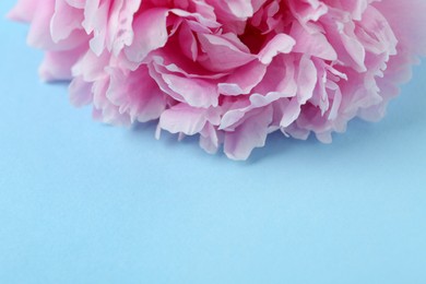 Photo of Beautiful peony flower on light blue background, closeup. Space for text