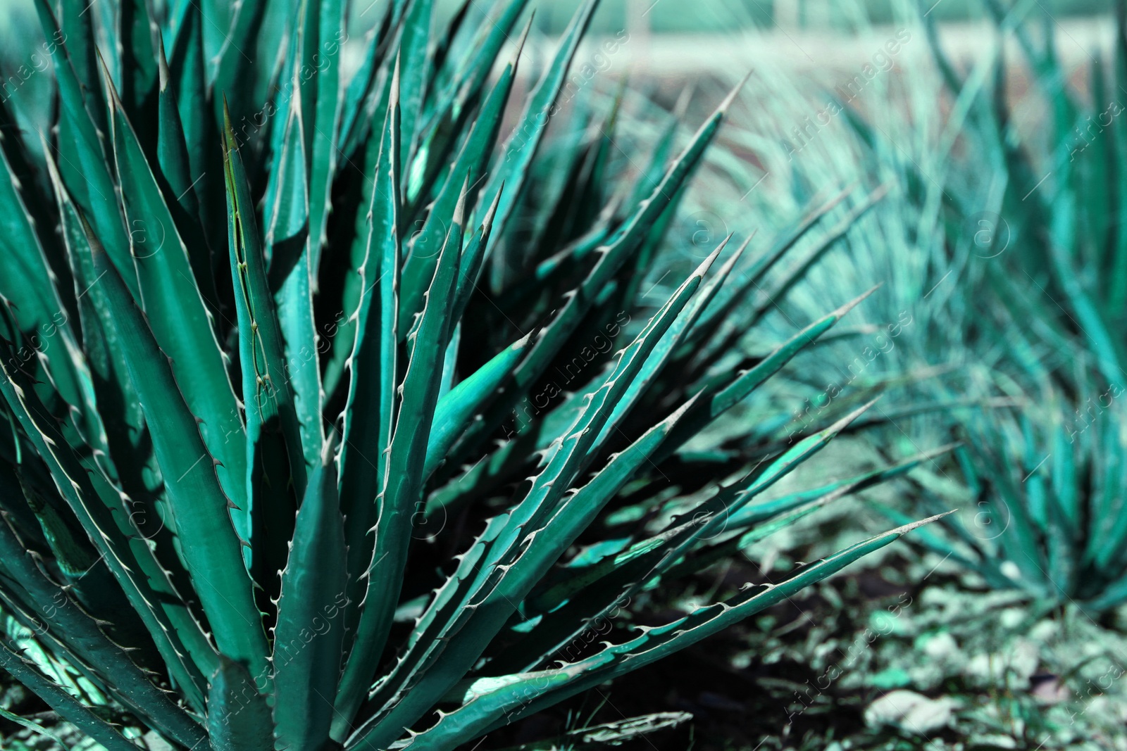 Photo of Closeup view of beautiful Agave plant growing outdoors