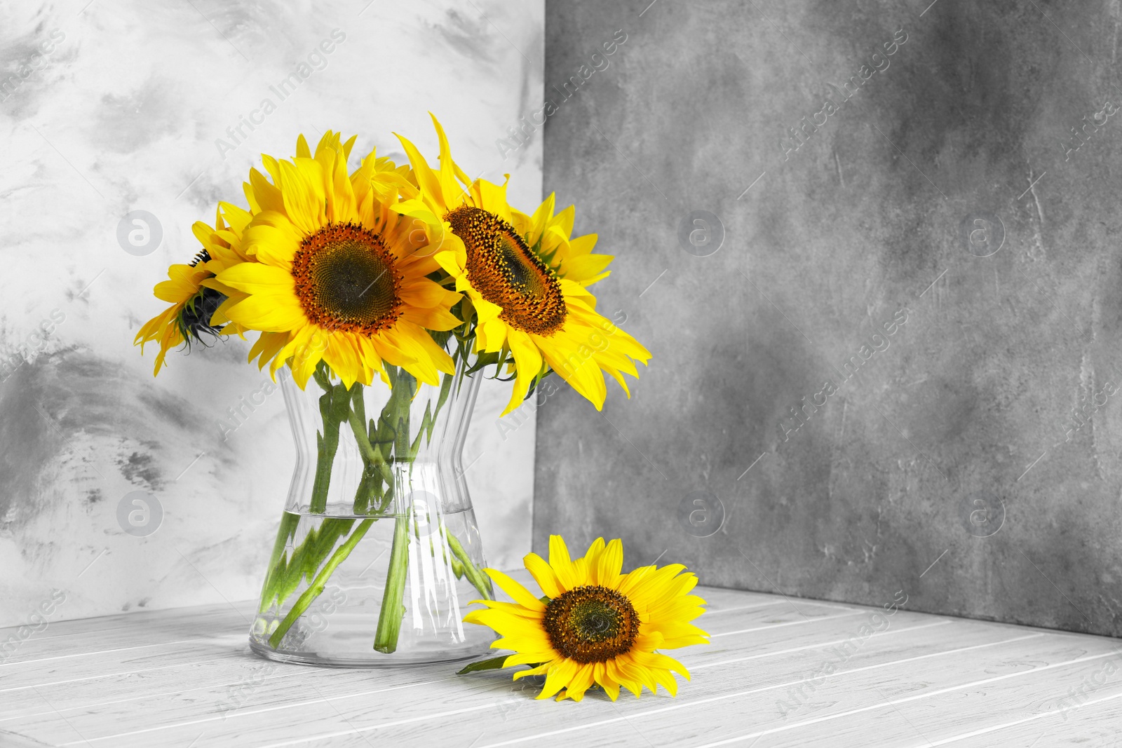 Photo of Glass vase with beautiful sunflowers and double-sided backdrops in photo studio