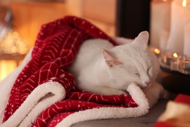 Cute white cat under blanket in room decorated for Christmas. Adorable pet