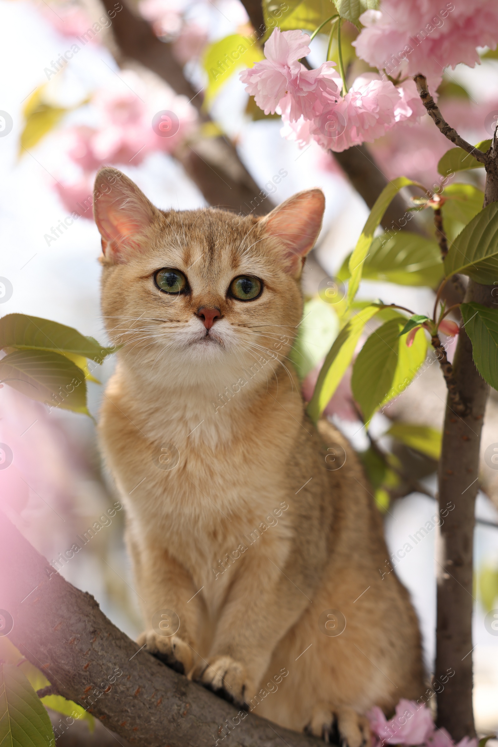 Photo of Cute cat on spring tree branch with beautiful blossoms outdoors