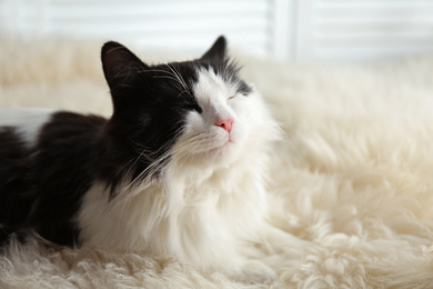 Photo of Cute cat relaxing on faux fur. Lovely pet