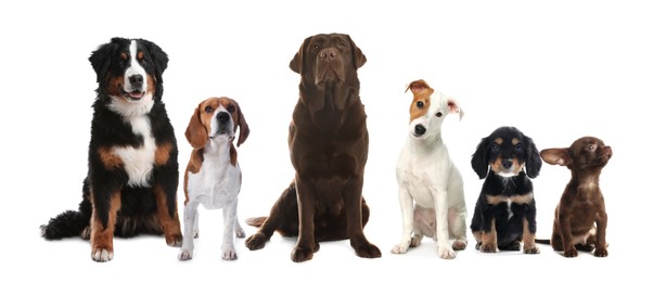 Image of Group of different cute dogs on white background. Banner design