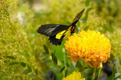 Photo of Beautiful common Birdwing butterfly on flower outdoors