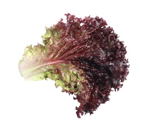 Photo of Leaf of fresh red coral lettuce isolated on white, top view