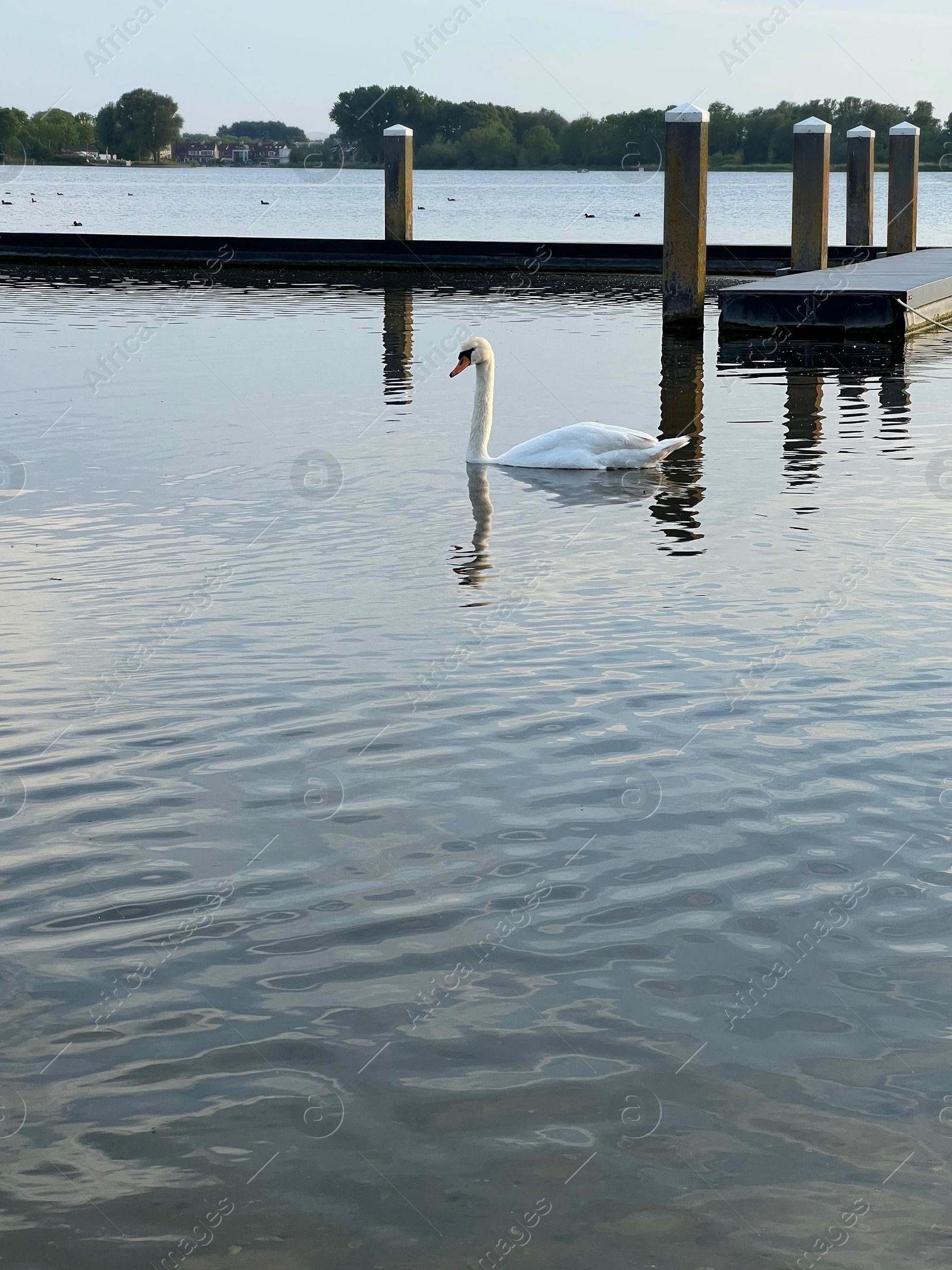 Photo of Beautiful white swan swimming near wooden pier in lake