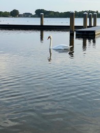 Beautiful white swan swimming near wooden pier in lake