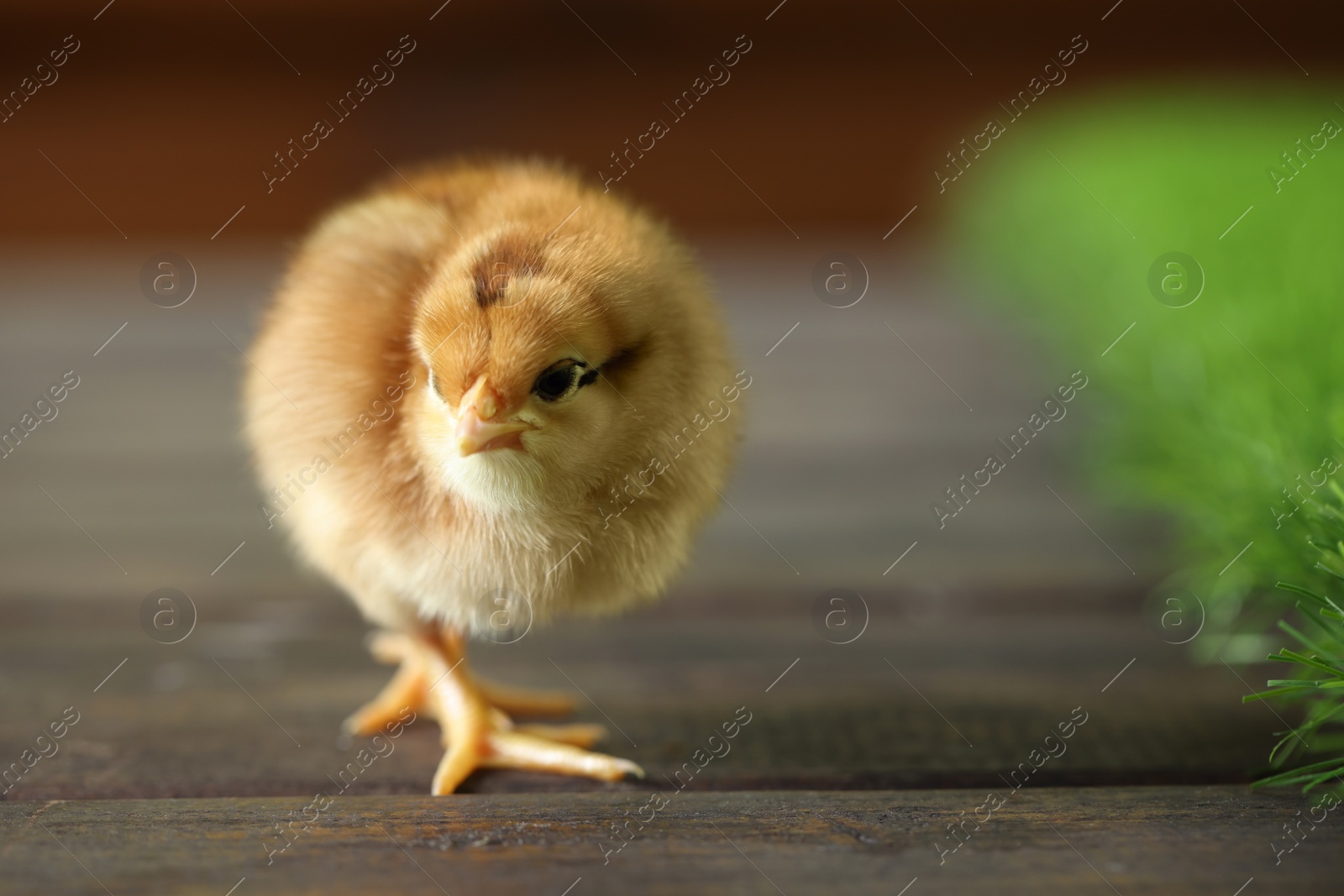 Photo of Cute chick on wooden surface, closeup with space for text. Baby animal