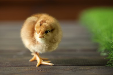 Cute chick on wooden surface, closeup with space for text. Baby animal