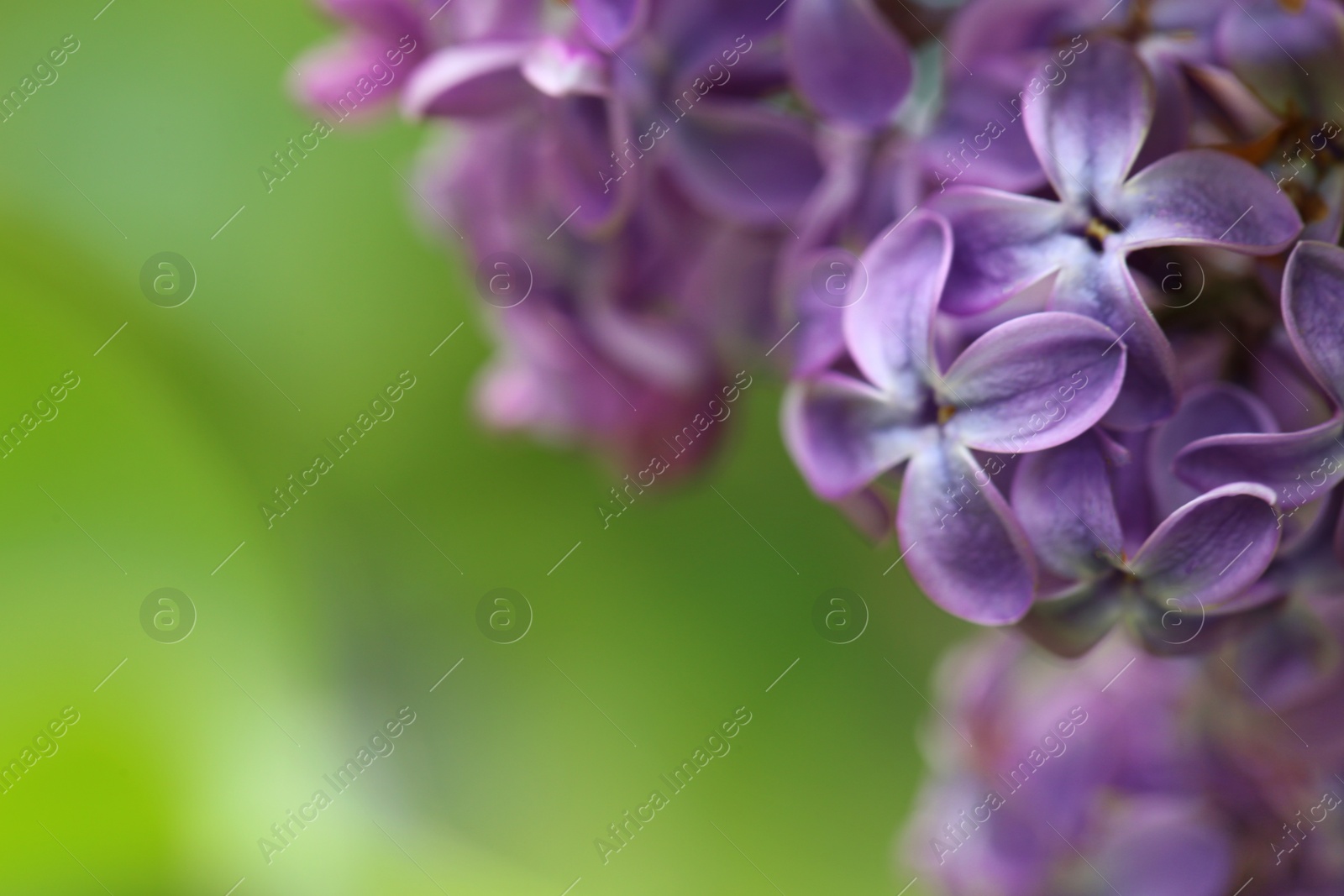 Photo of Beautiful blossoming lilac flowers on blurred background, closeup. Space for text