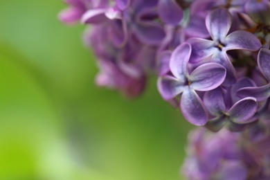 Photo of Beautiful blossoming lilac flowers on blurred background, closeup. Space for text