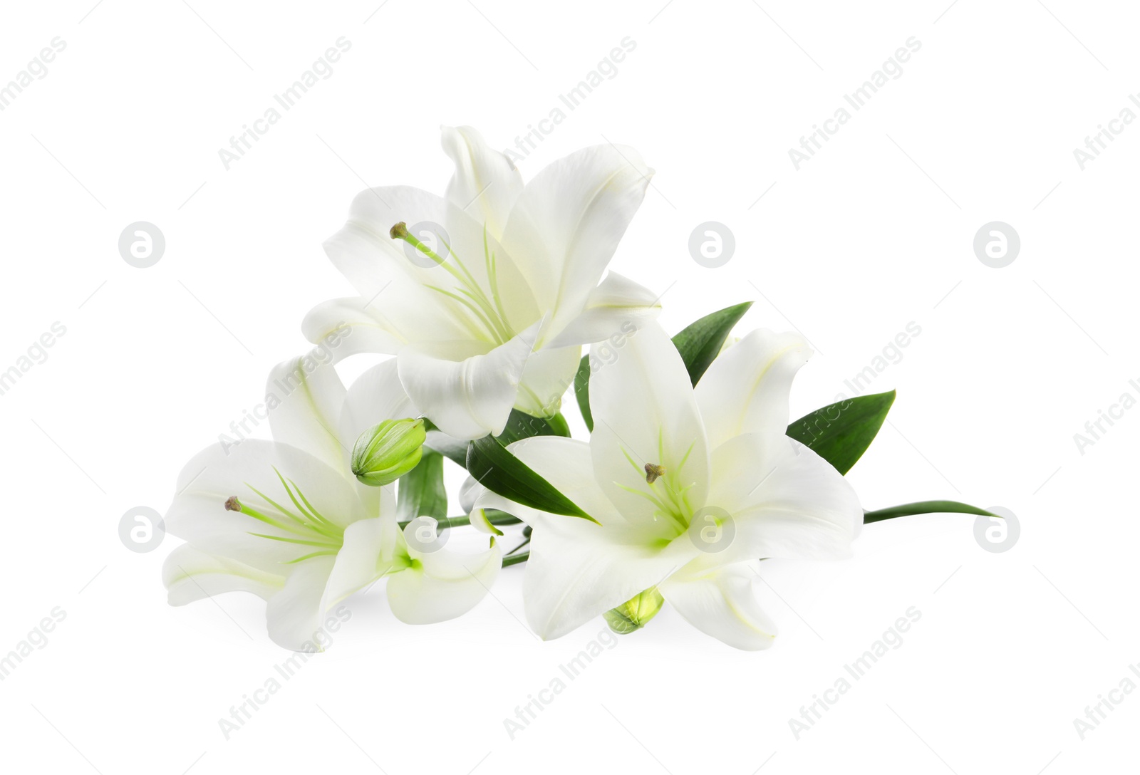 Photo of Beautiful fresh lily flowers isolated on white