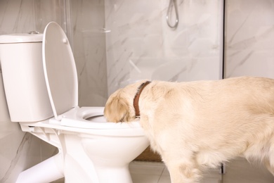 Photo of Cute Golden Labrador Retriever drinking water from toilet bowl