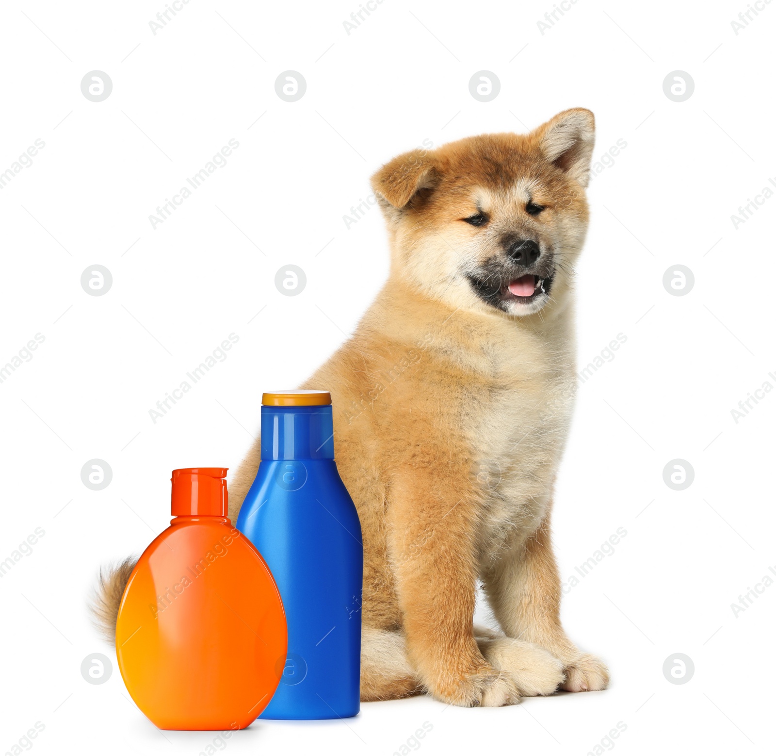 Image of Cute Akita Inu puppy and bottles of dog shampoo on white background