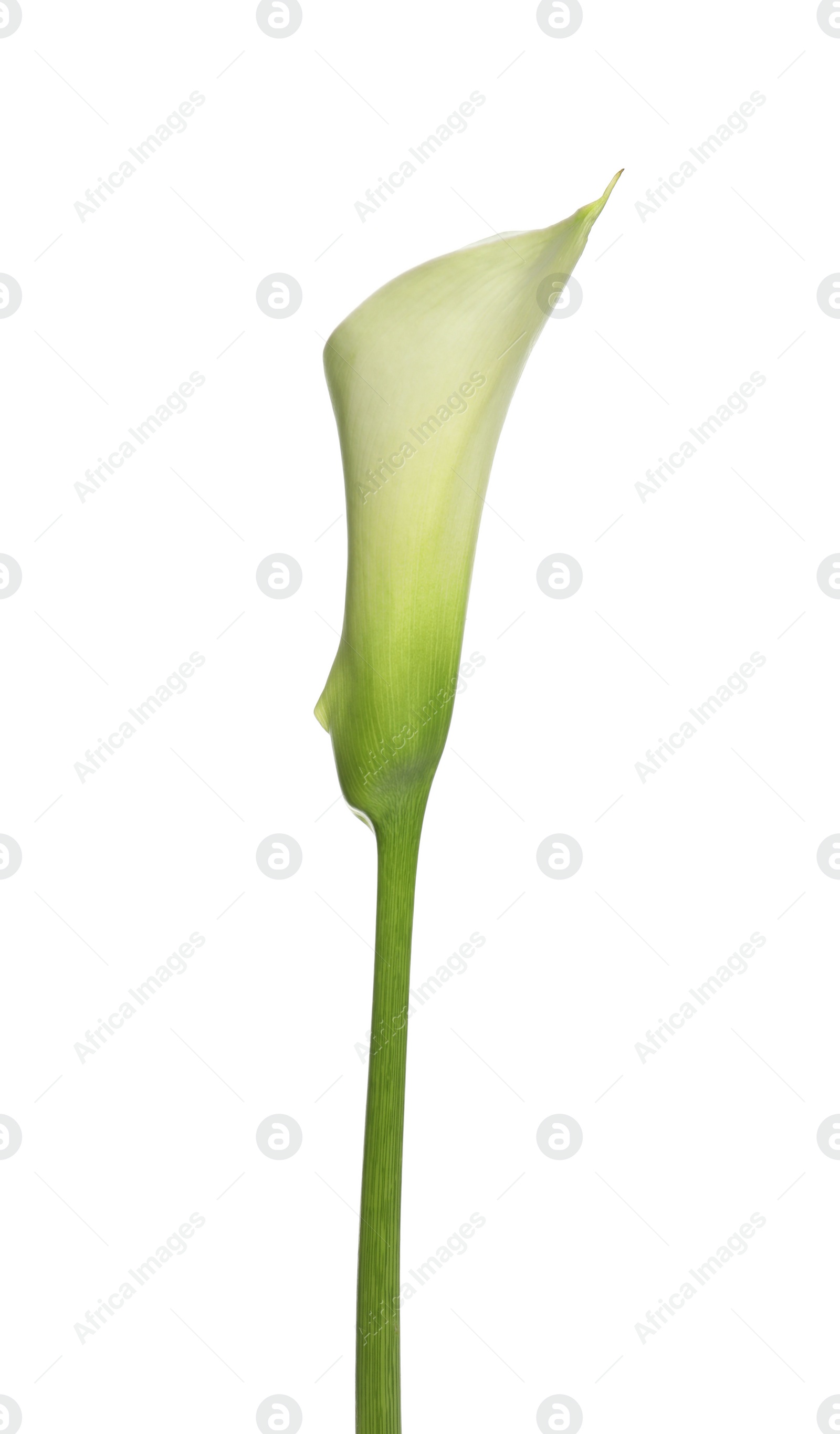 Photo of Beautiful calla lily flower on white background