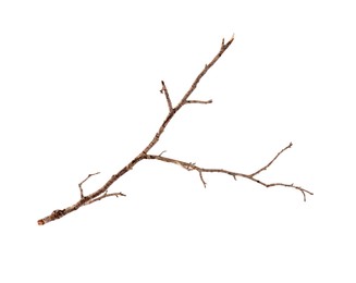 Photo of One dry tree branch isolated on white