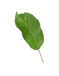 One green leaf of apple tree isolated on white