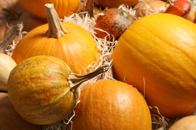 Many fresh raw whole pumpkins and wood shavings as background, closeup. Holiday decoration