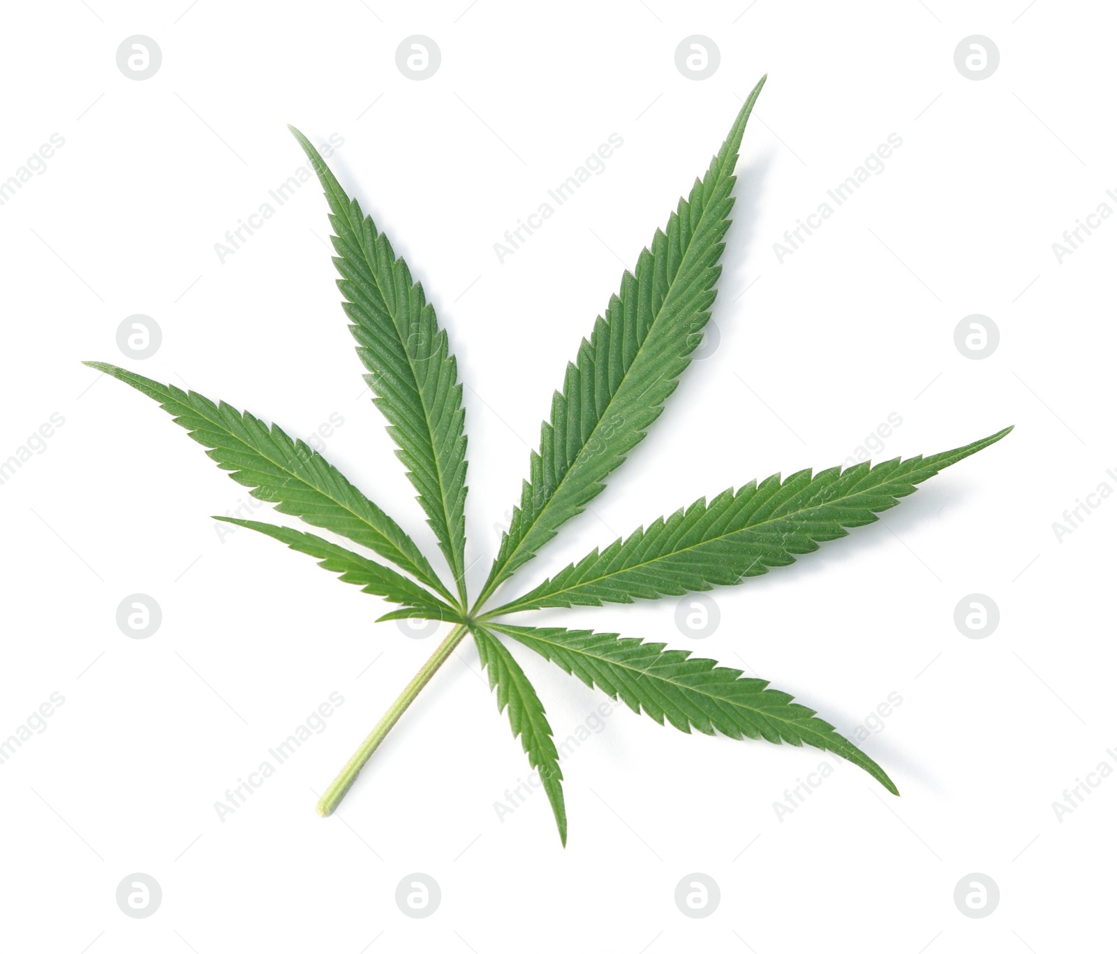 Photo of Fresh green hemp leaf isolated on white, top view