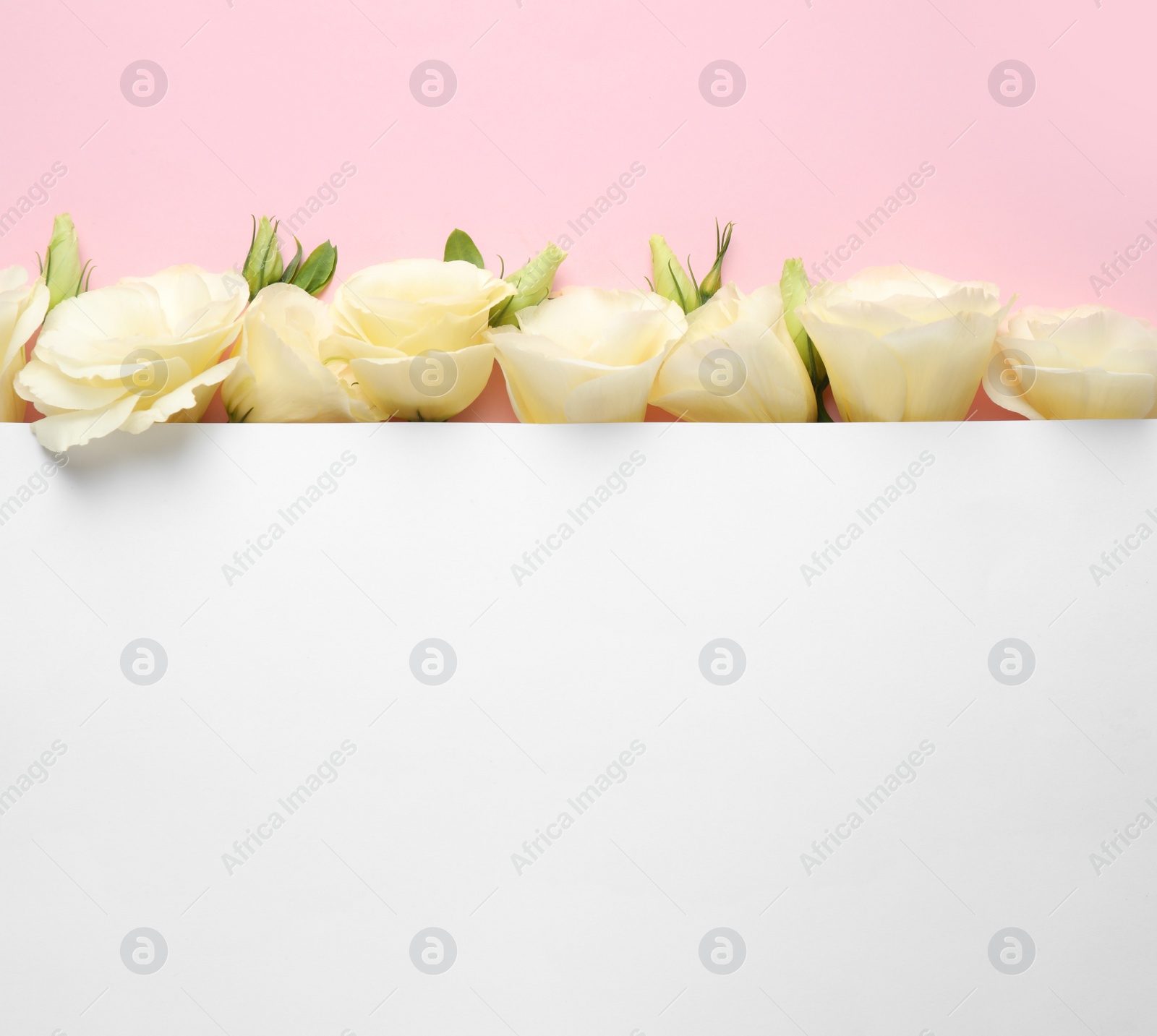 Photo of Beautiful Eustoma flowers and blank card on pink background, flat lay. Space for text