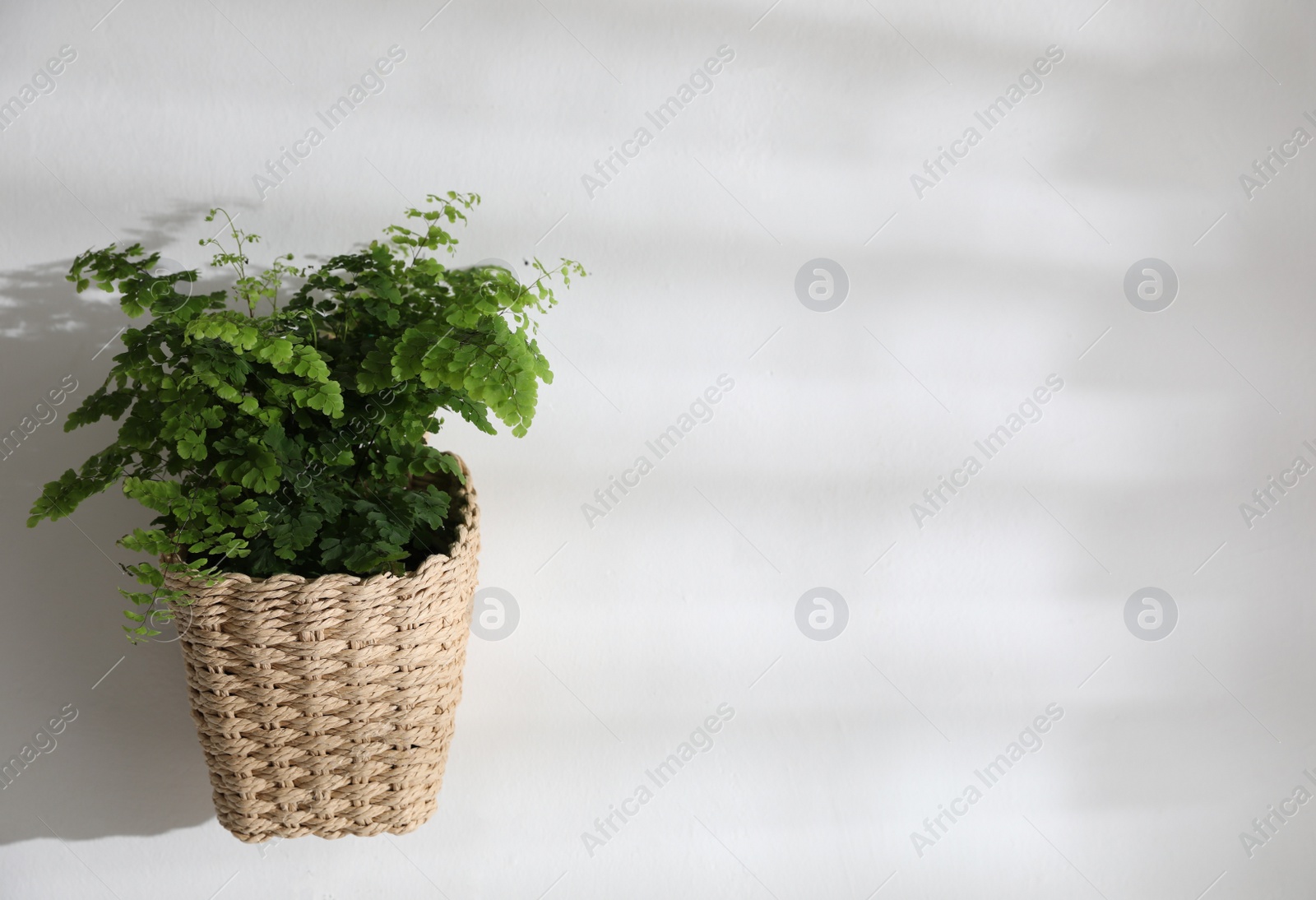 Photo of Beautiful fresh fern hanging on white wall. Space for text