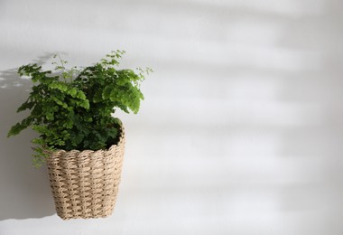 Beautiful fresh fern hanging on white wall. Space for text